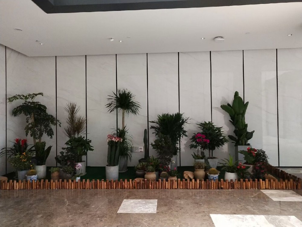 辦公室綠植租賃費(fèi)用到底高不高？常見(jiàn)綠植的種類(lèi)有哪些？